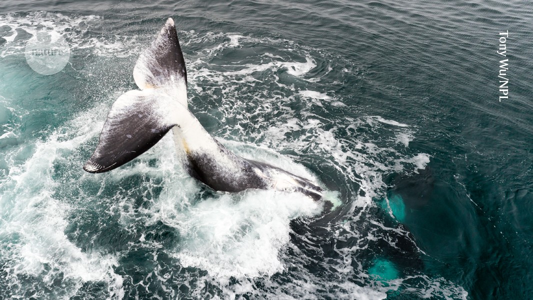 This whale lives for centuries: its secret could help extend human lifespan