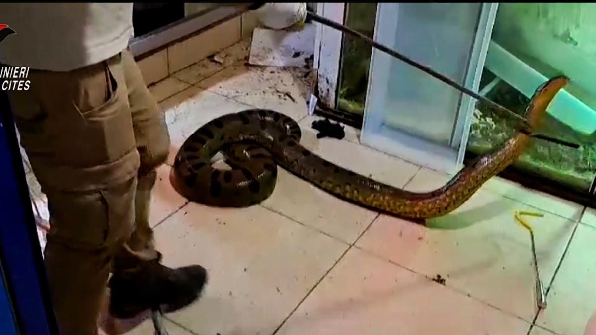 Encuentran serpientes peligrosas y un caimán escondidos en un sótano en una casa de Italia