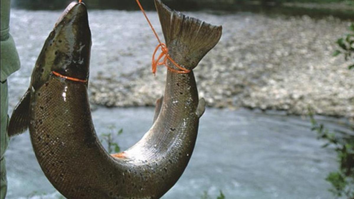 El declive del salmón en España: de rey de los ríos a su posible extinción