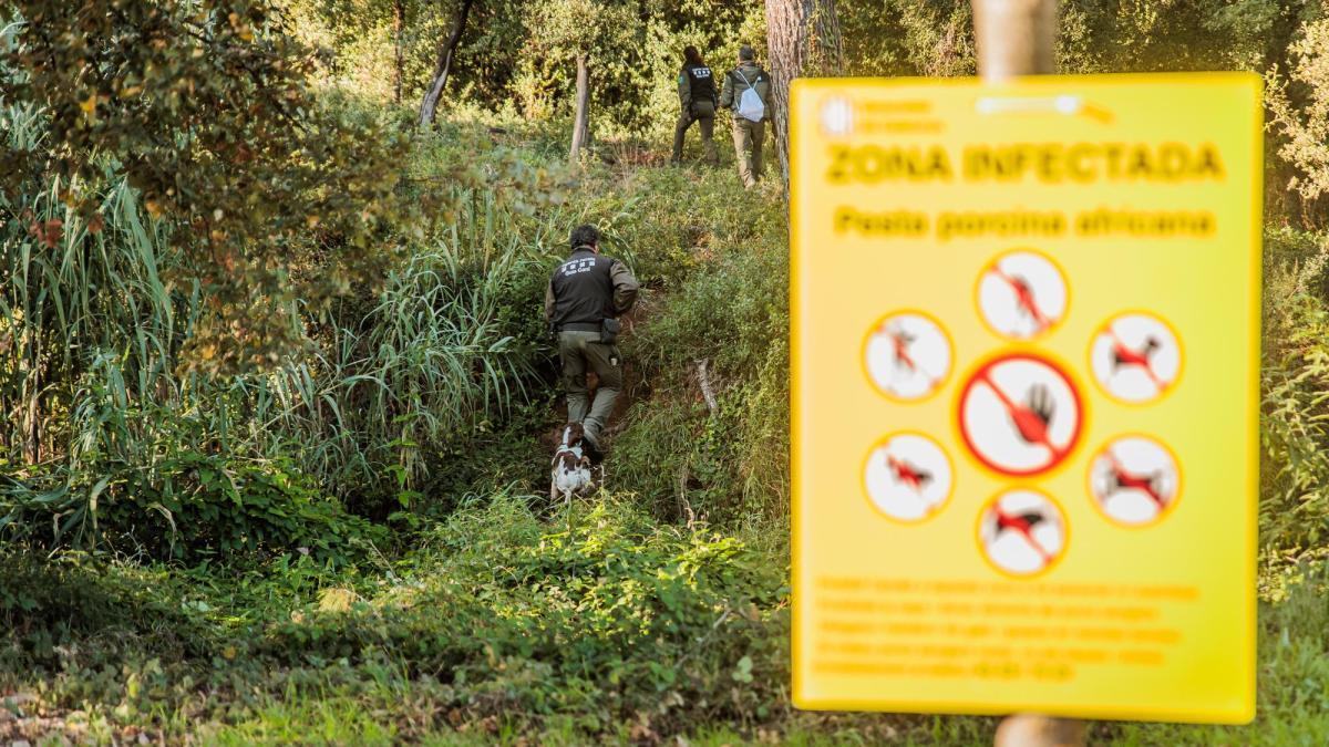 
                                                                                                                                                   Gallinas, vacas y ahora cerdos: por qué la España rural sufre un brote de virus en animales
                                                                                                                                               