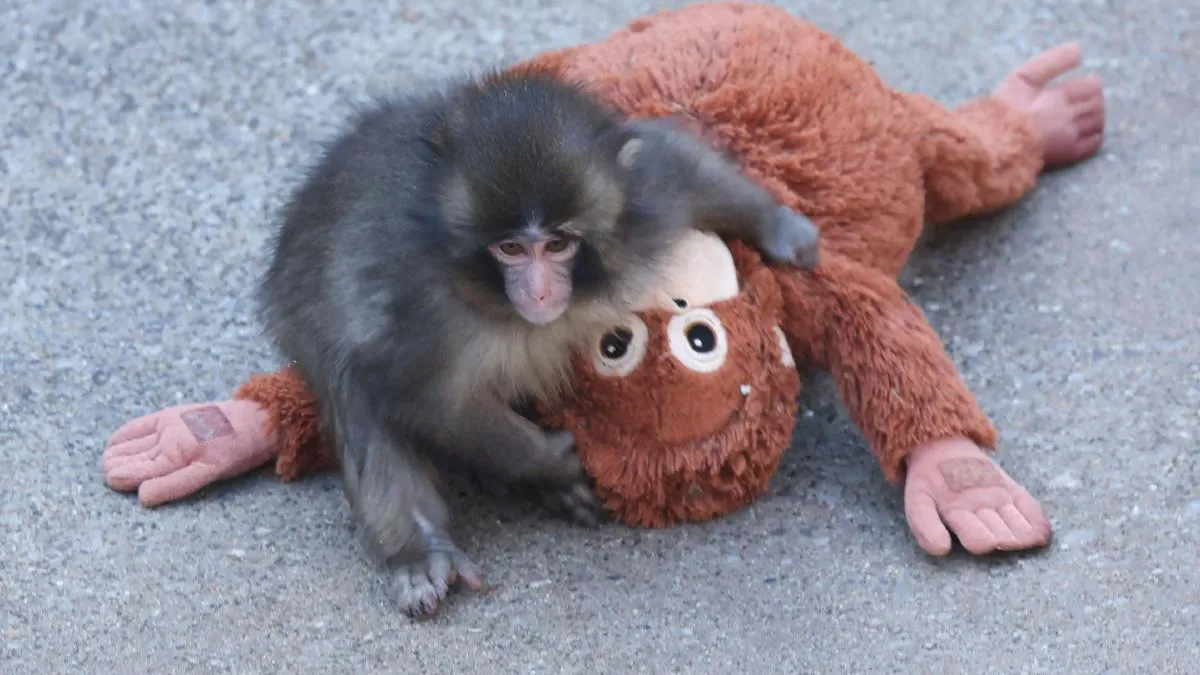 
                                                                                                                                                        La cultura animal del macaco Punch
                                                                                                                                                    