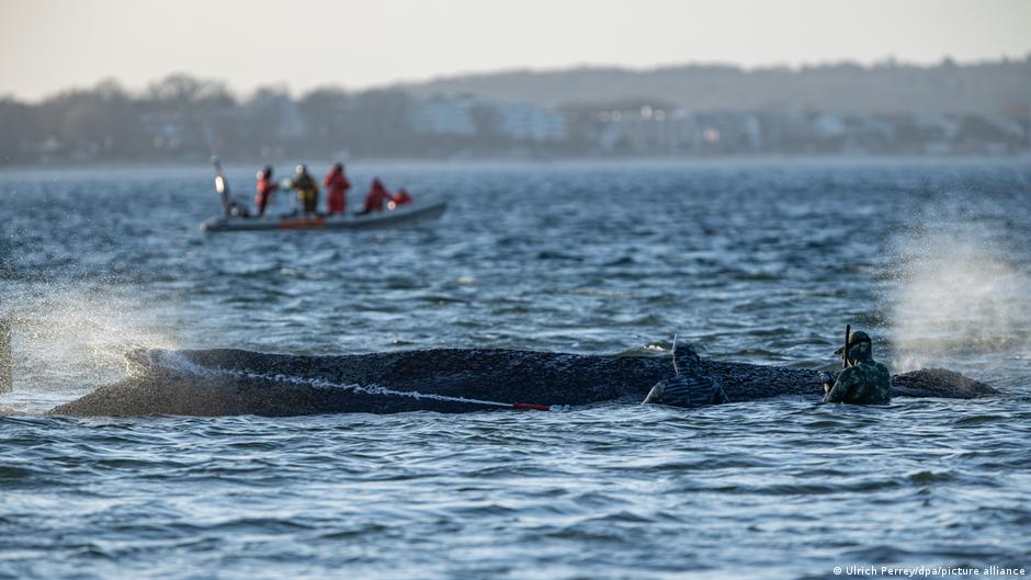 Ostsee: Buckelwal befreit sich - Sorge um weiteres Schicksal
