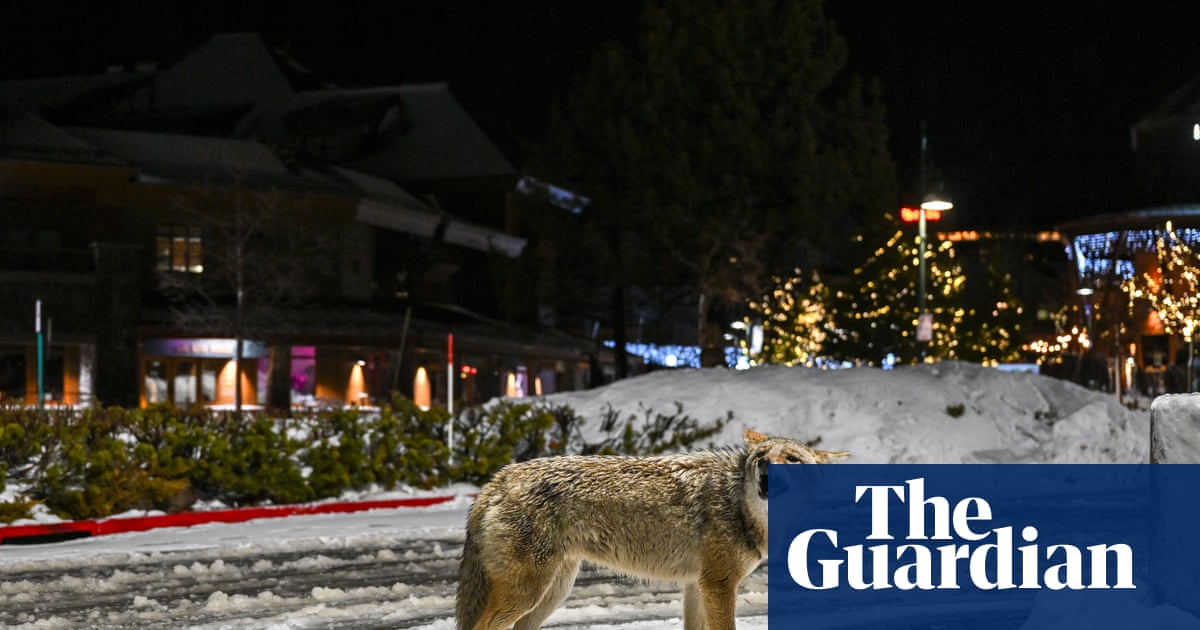 Wily coyote? urban canines take more risks compared with rural ones – study