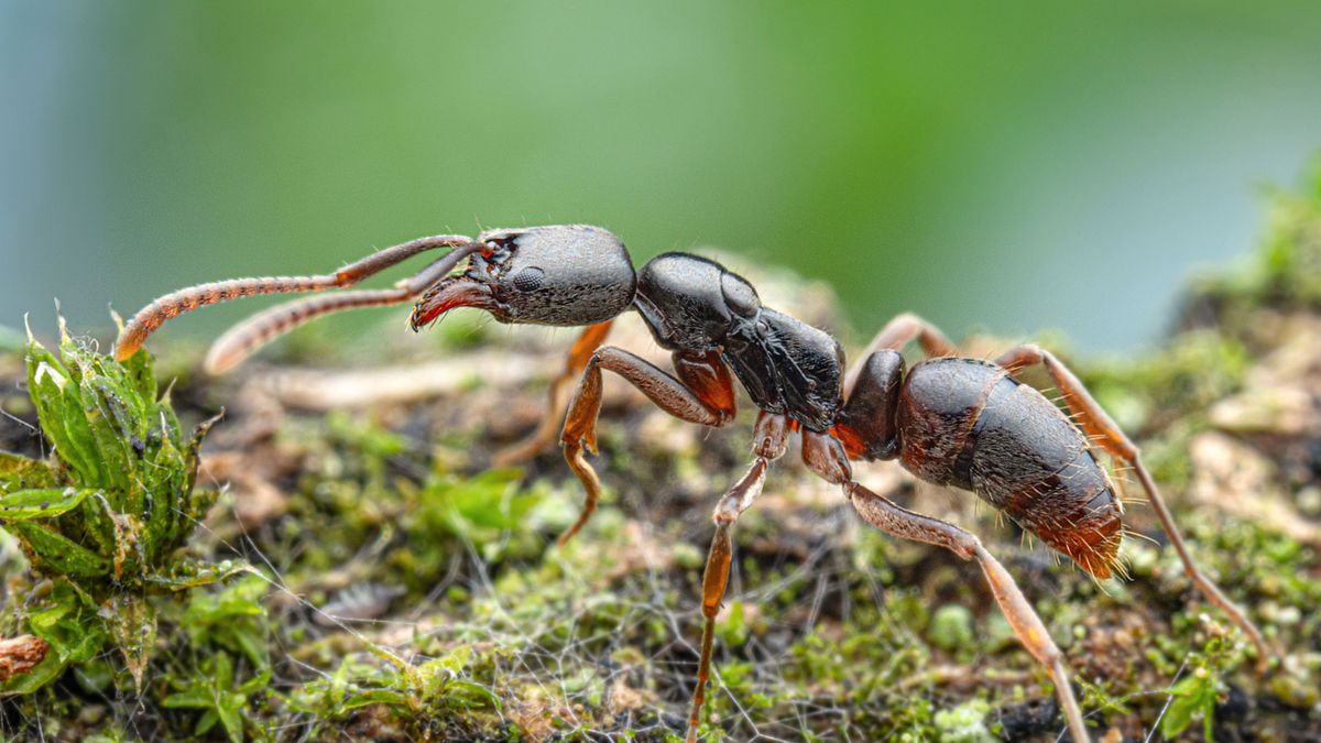 Asiatische Nadelameise breitet sich in Deutschland aus