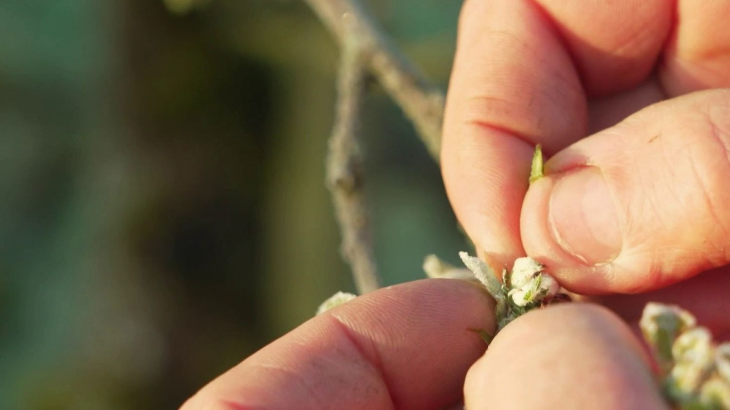 "Un bon quart de pertes" : les agriculteurs du Bas-Rhin constatent les dégâts liés au retour du gel, après un printemps précoce