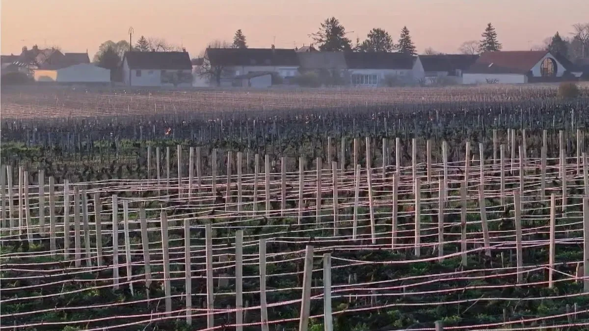 "Je n'ai jamais vu autant de bougies" : pour les viticulteurs de Chablis, une longue nuit à combattre le retour du gel