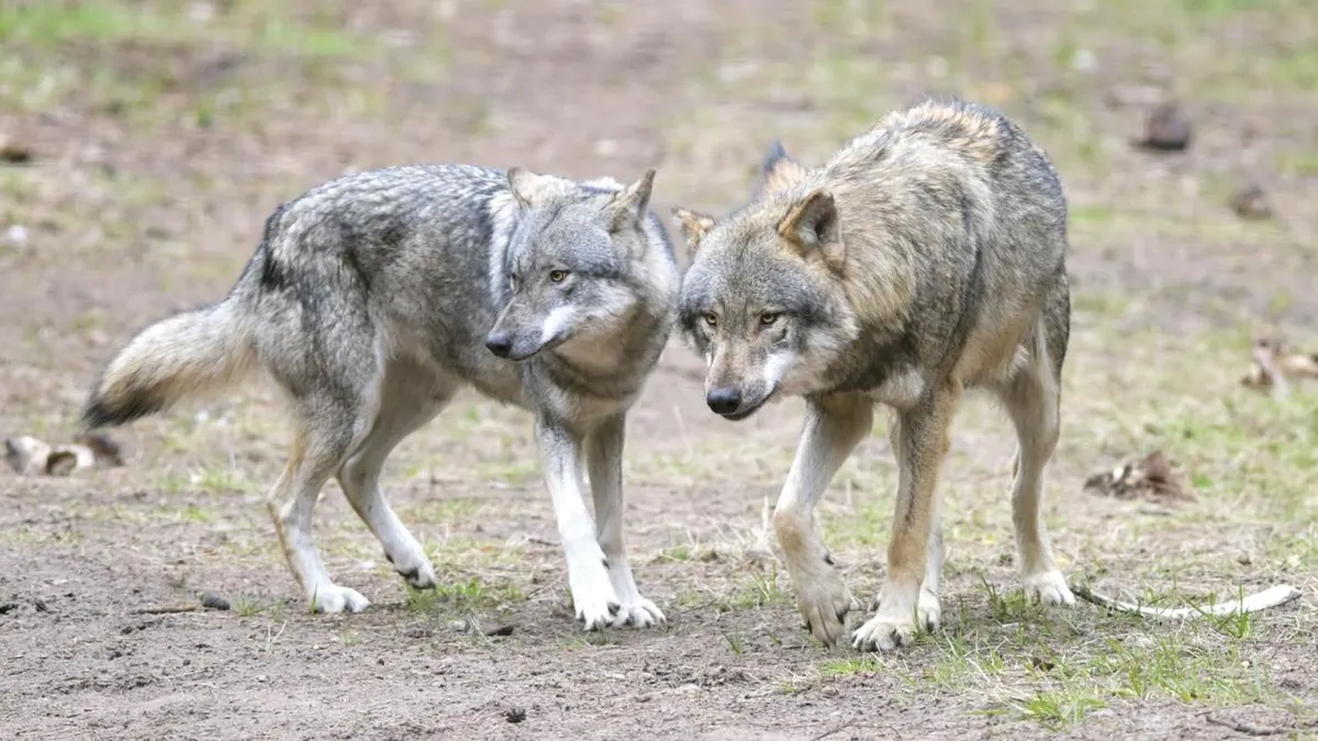 Bundesrat macht Jagd auf Wölfe unter strengen Bedingungen möglich