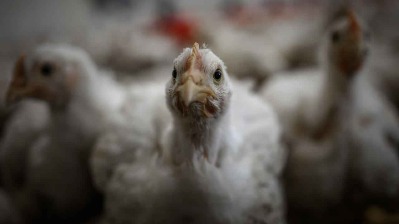 Le Gabon veut produire son propre poulet pour réduire sa dépendance aux importations