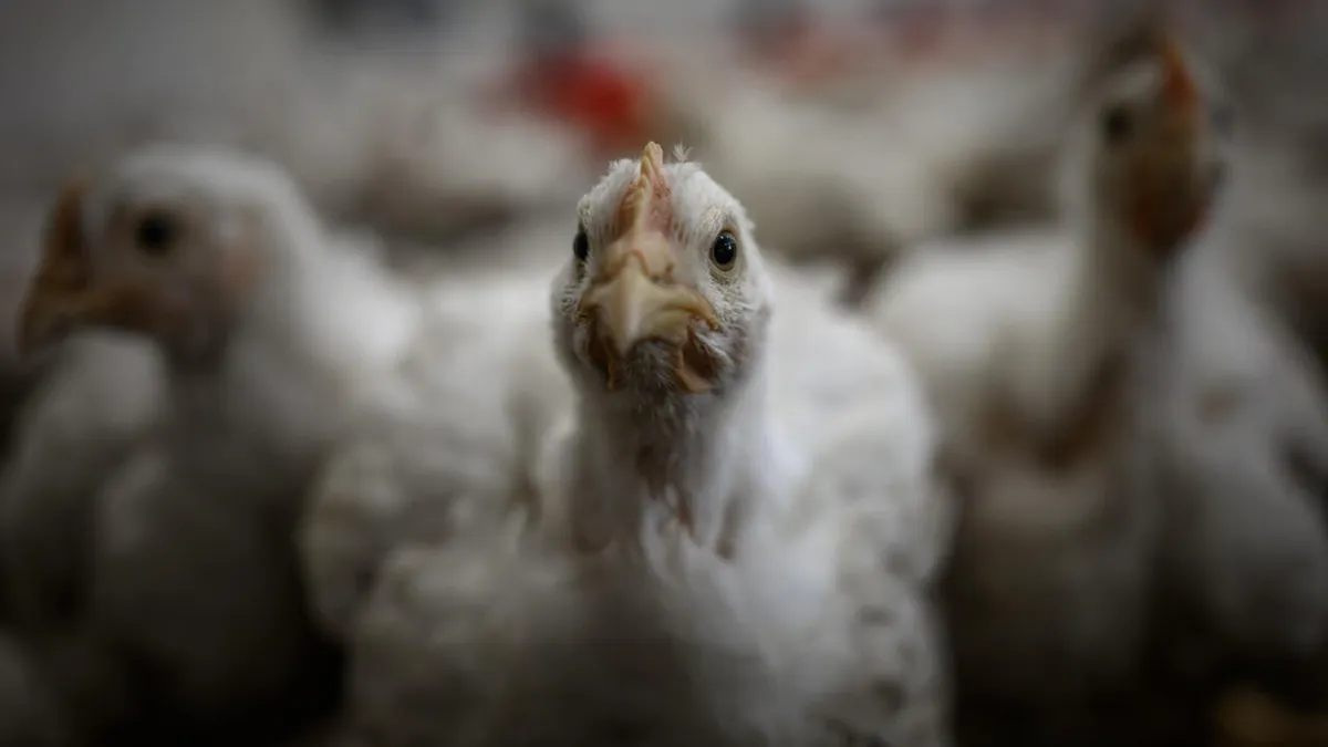 Le Gabon veut produire son propre poulet pour réduire sa dépendance aux importations