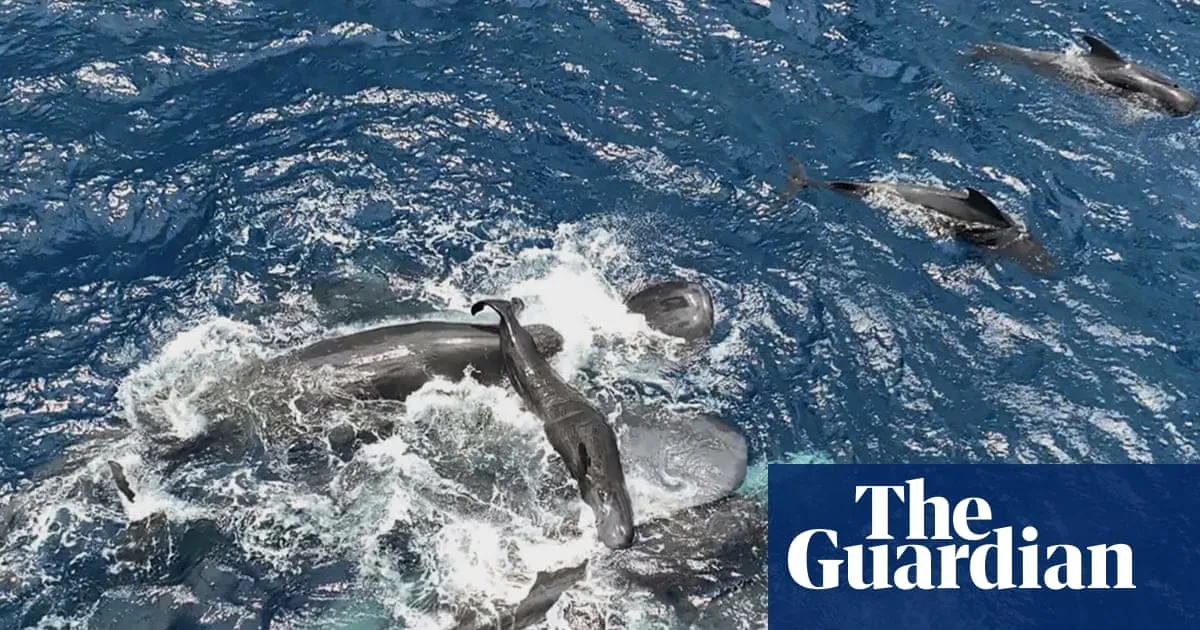 Scientists film whale giving birth while other whales work together to help her