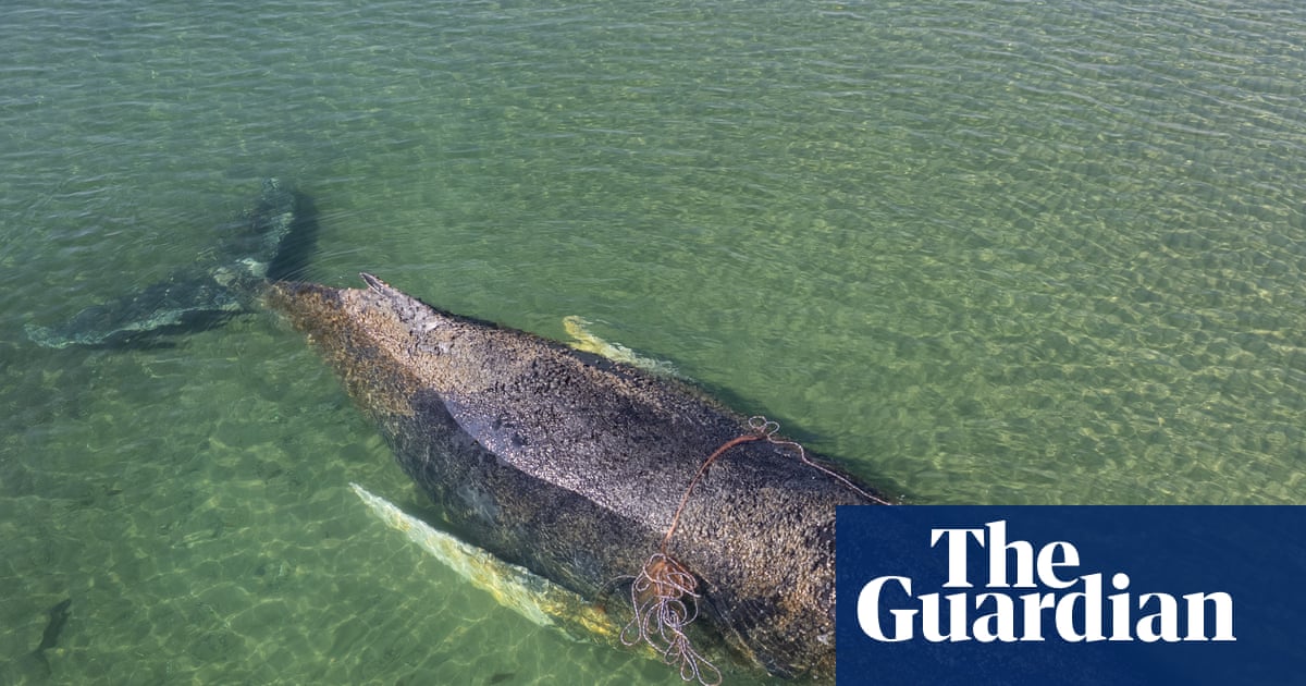 Whale stranded off Germany swims to freedom after days of efforts to save it