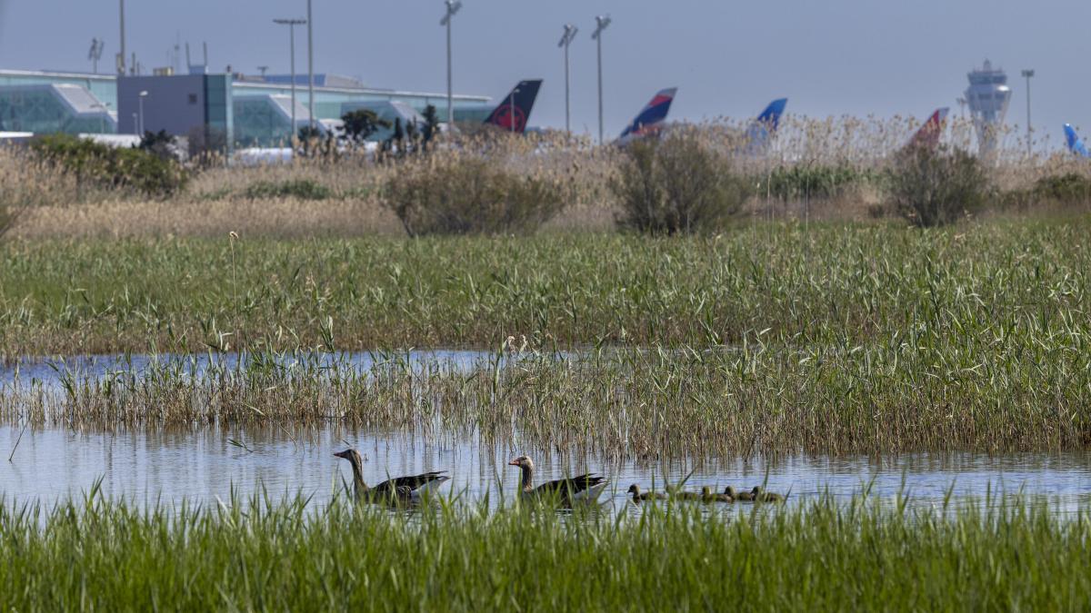 
                              El Govern activa las compensaciones para la futura ampliación del aeropuerto de El Prat
                          