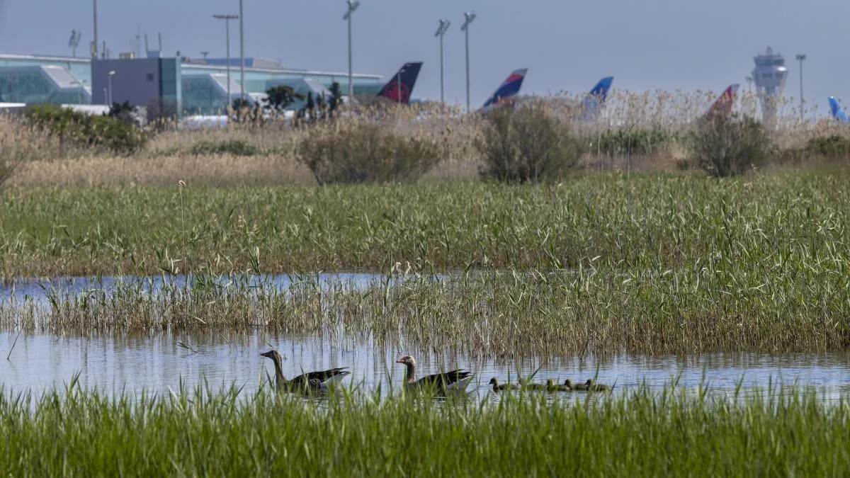 
                              El Govern activa las compensaciones para la futura ampliación del aeropuerto de El Prat
                          