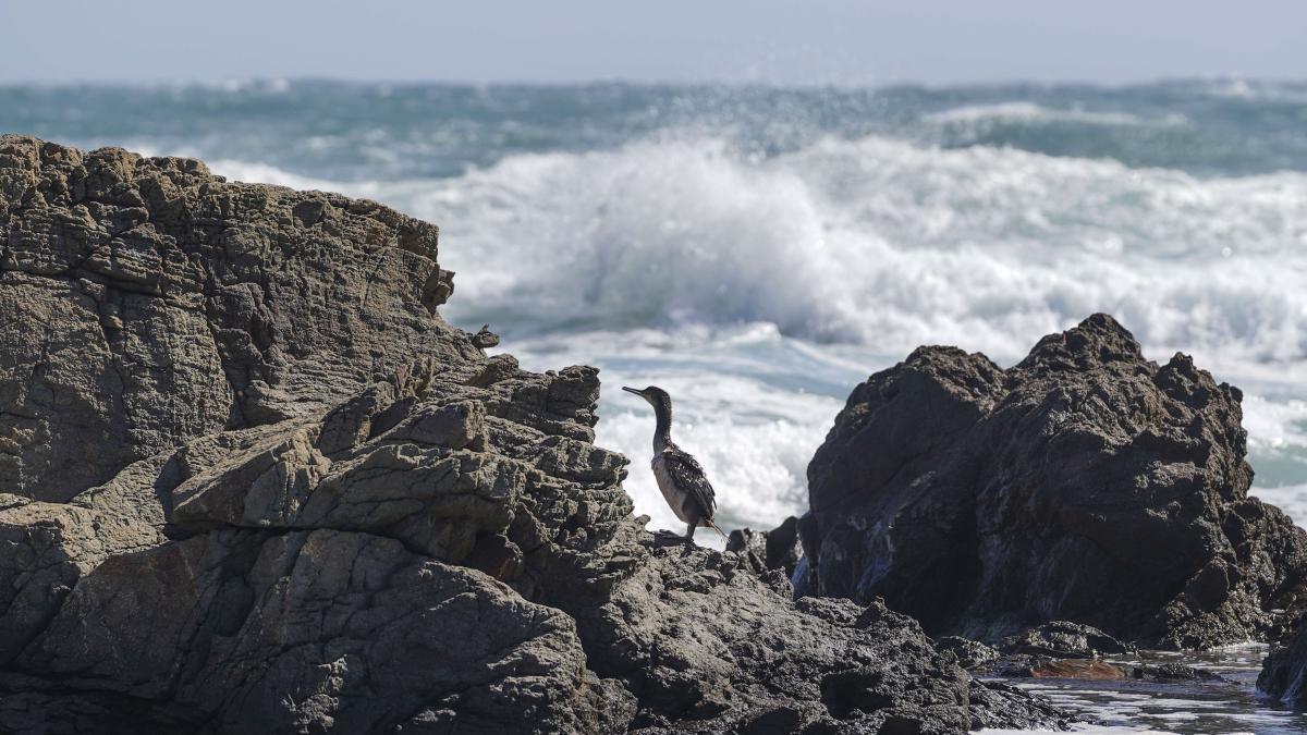 
                                                                                                         Viento, olas y nieve activan este sábado los avisos en siete comunidades autónomas
                                                                                                     