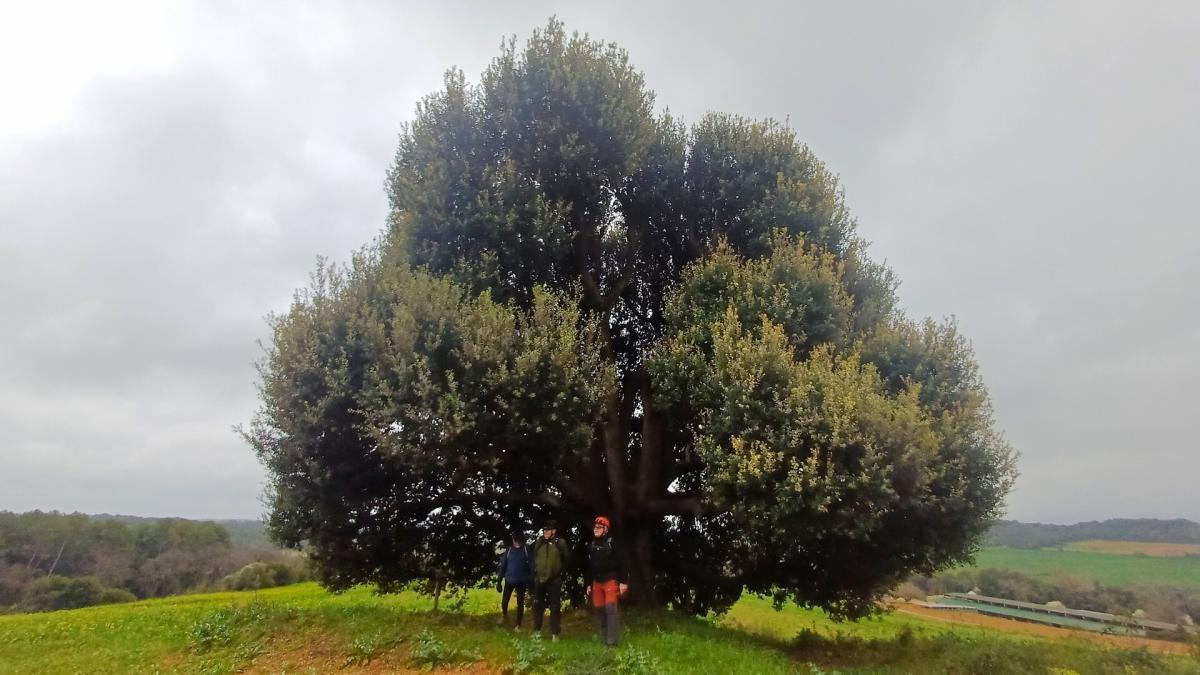 
                                                                                                                                FotoDocs: Aulines del Pla de l’Estany
                                                                                                                            