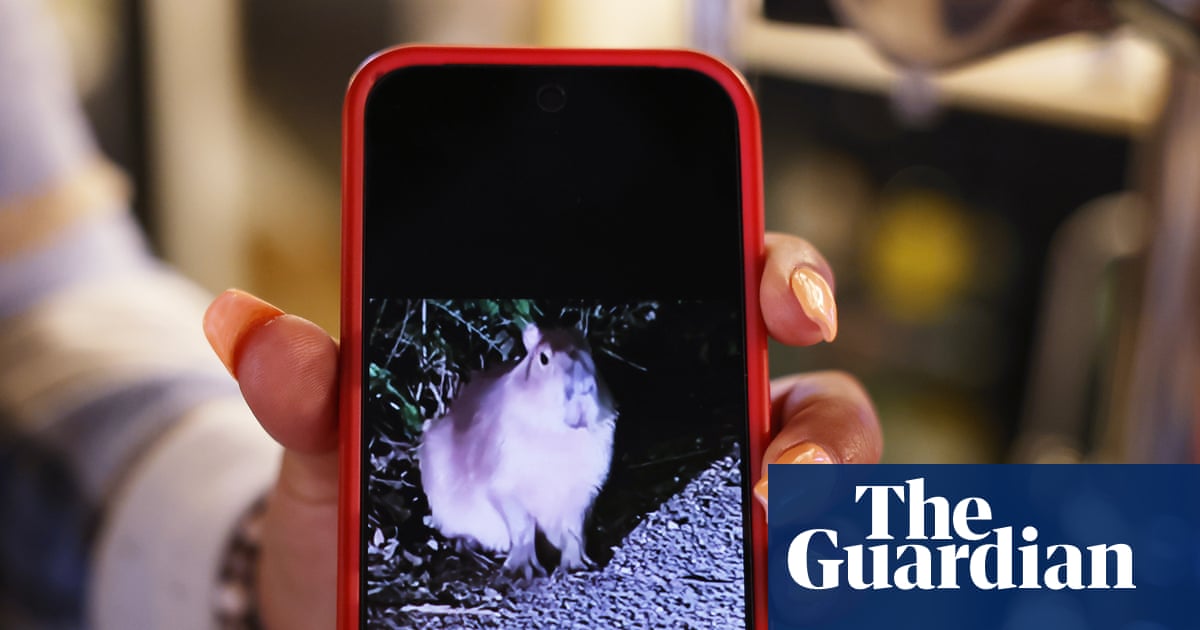 ‘It was bonkers’: Samba the runaway capybara inspires a wild rodent hunt