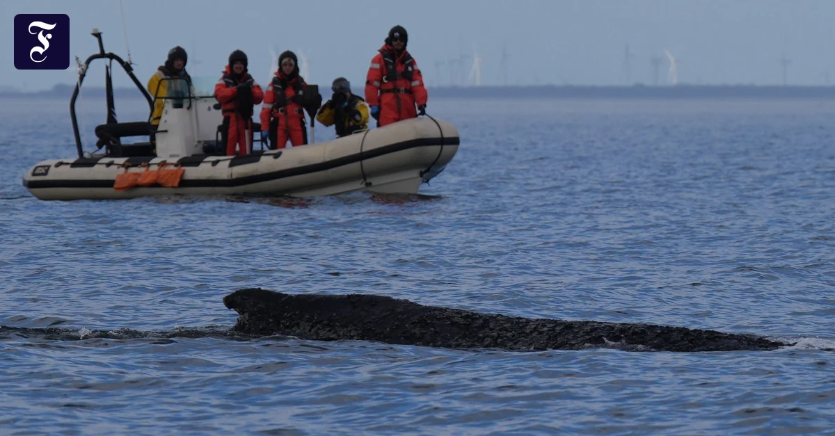 Boote an Küste unterwegs: Suche nach dem Buckelwal in der Ostsee geht weiter