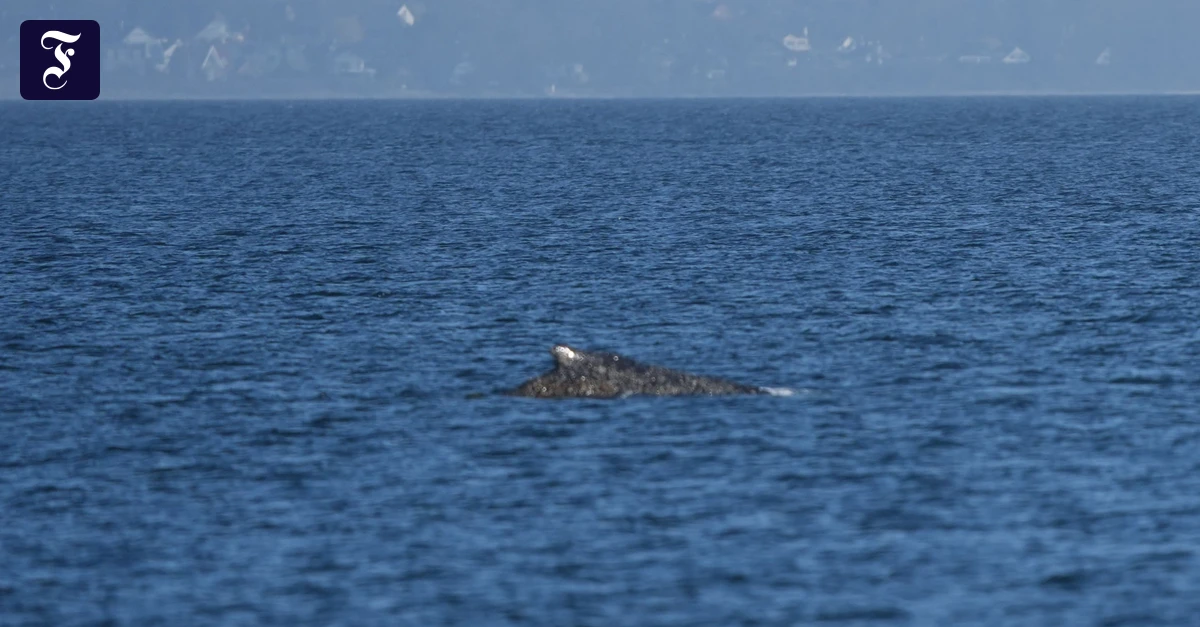 Wismarbucht: Buckelwal in der Ostsee ist abermals gestrandet