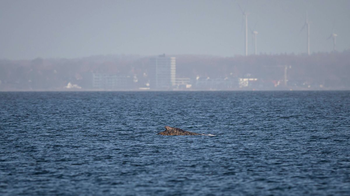 Wismarbucht: Buckelwal in der Ostsee erneut gestrandet