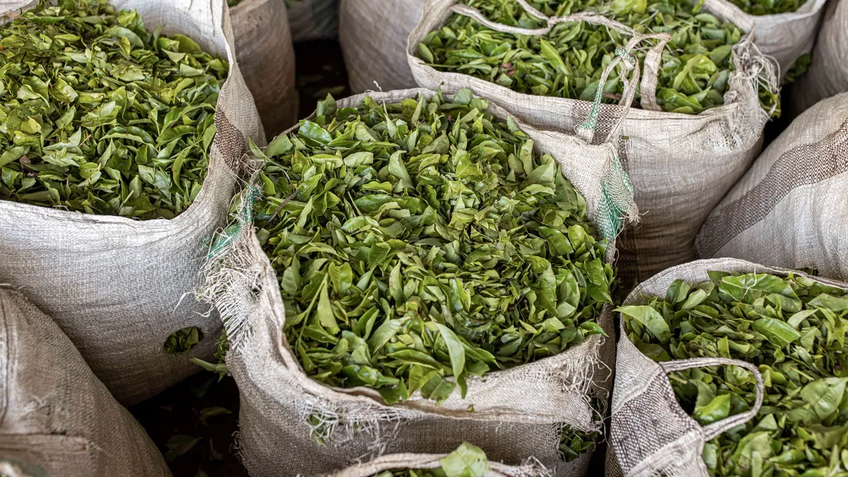 Au Kenya, premier exportateur mondial de thé noir, la guerre au Moyen-Orient bloque plus de 6.000 tonnes de thé à destination du Golfe ou du Pakistan