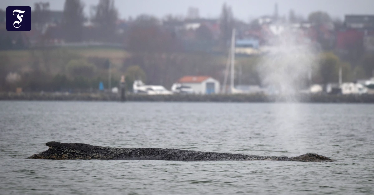 Abermals gestrandet: Nächste Rettungsaktion für Buckelwal am Sonntag geplant