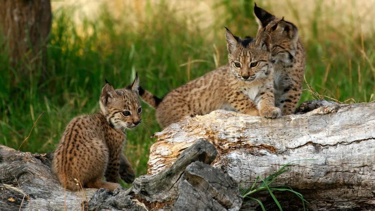 
                                      Nacen los primeros linces ibéricos de la temporada en el Parque Nacional de Doñana
                                  