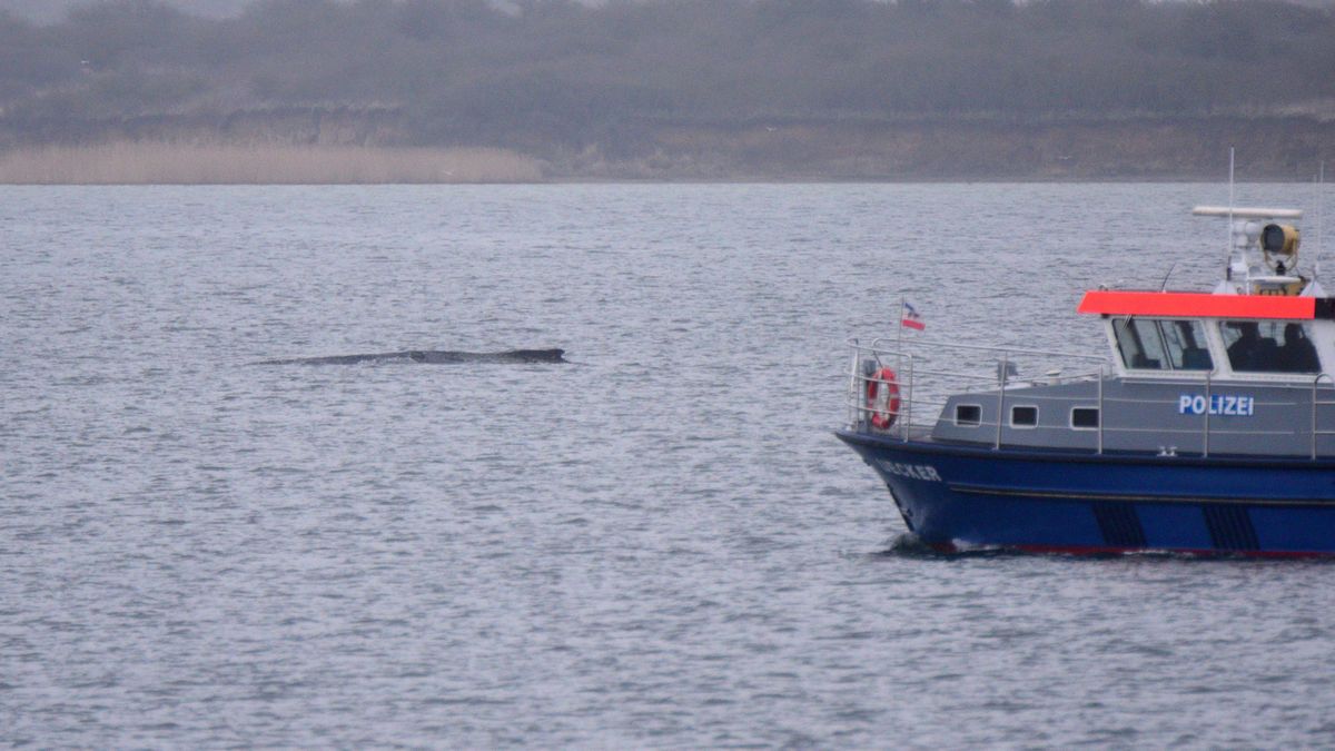 Wismarbucht: Erneute Rettungsaktion für geschwächten Buckelwal möglich