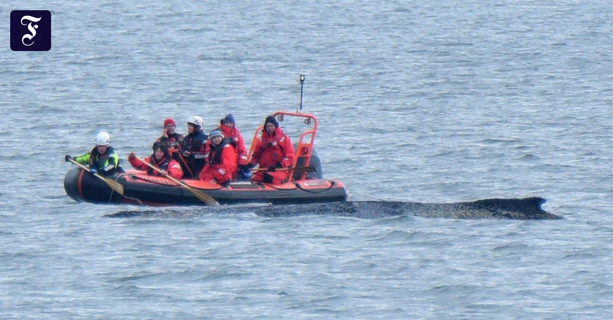 Buckelwal in Ostsee: „Der Wal wirkt krank, der Rücken sieht sehr schlecht aus“