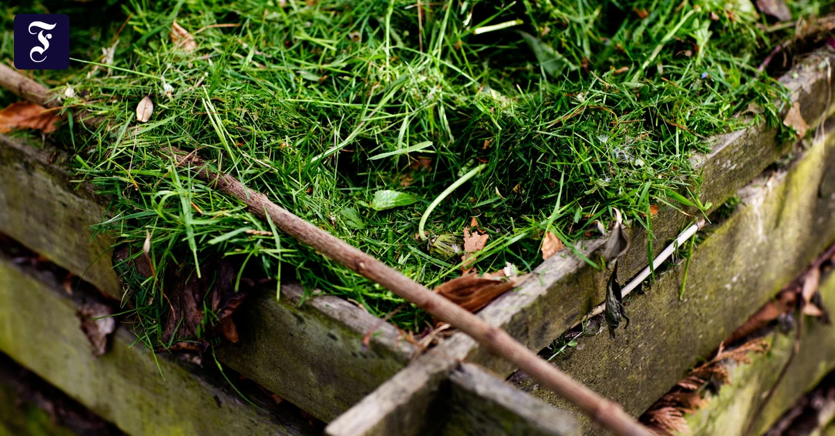 Gewissen und Gartenarbeit: Die Kerne lügen nicht