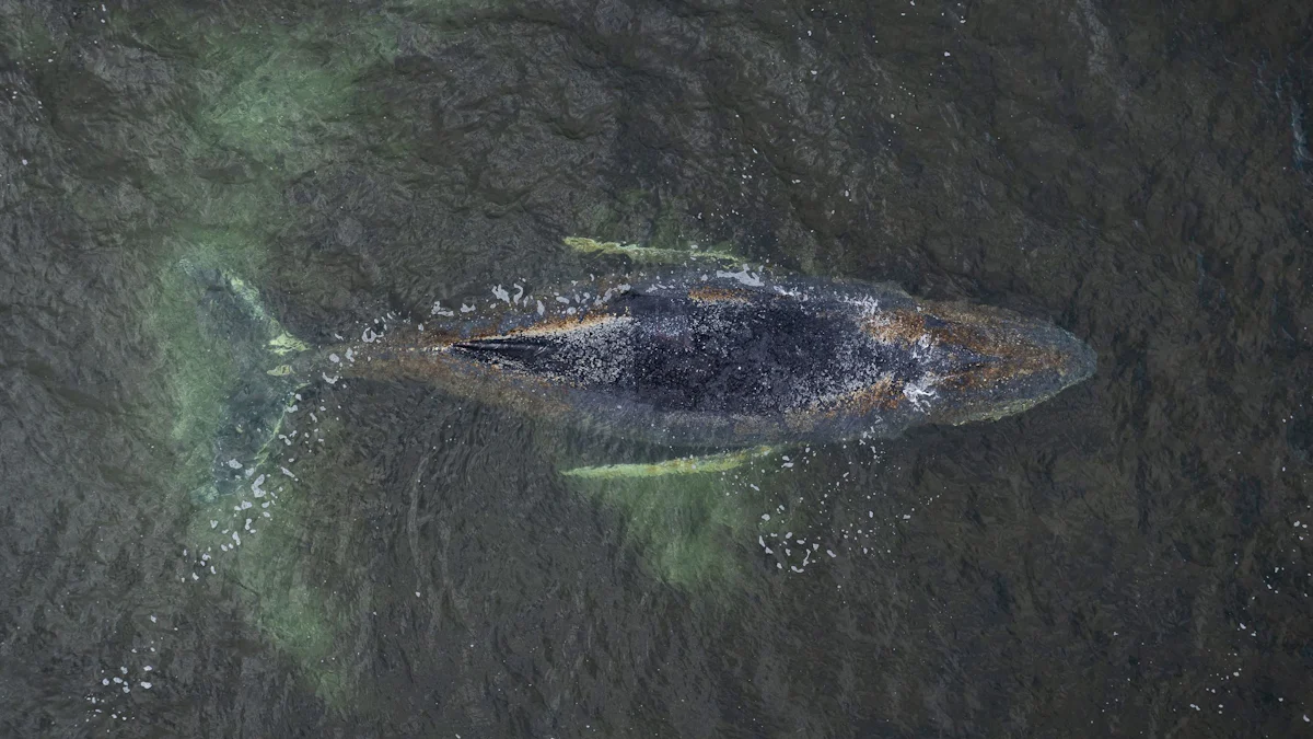 Meeresbiologie: Wie landet ein Buckelwal in der Ostsee?