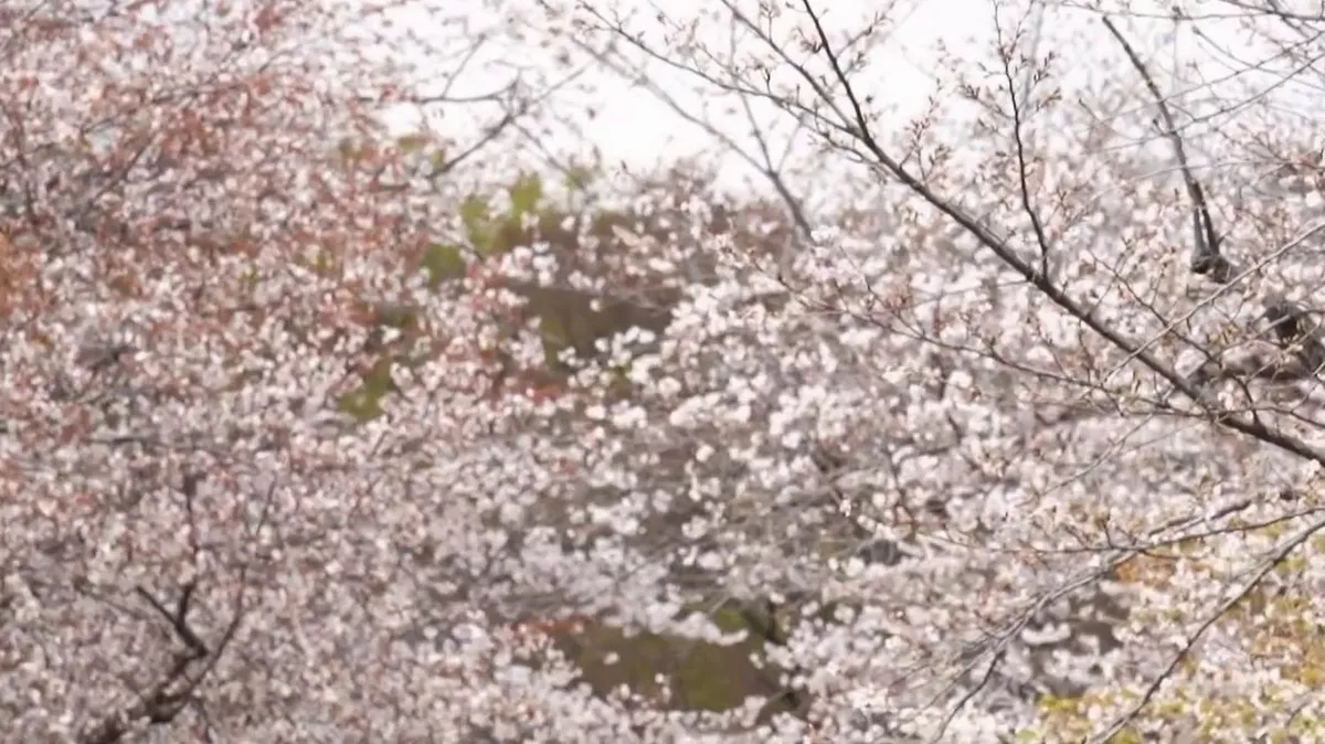 "Cela me remplit d'émotions" : le sacre des cerisiers, symbole du printemps au Japon