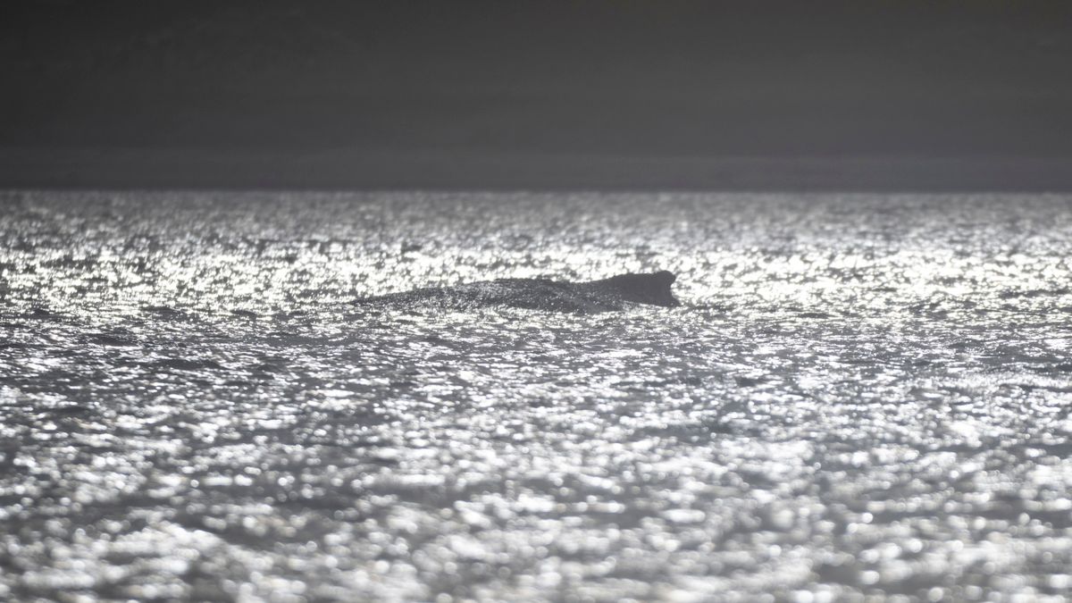 Buckelwal in der Ostsee: Meeressäuger wird immer schwächer