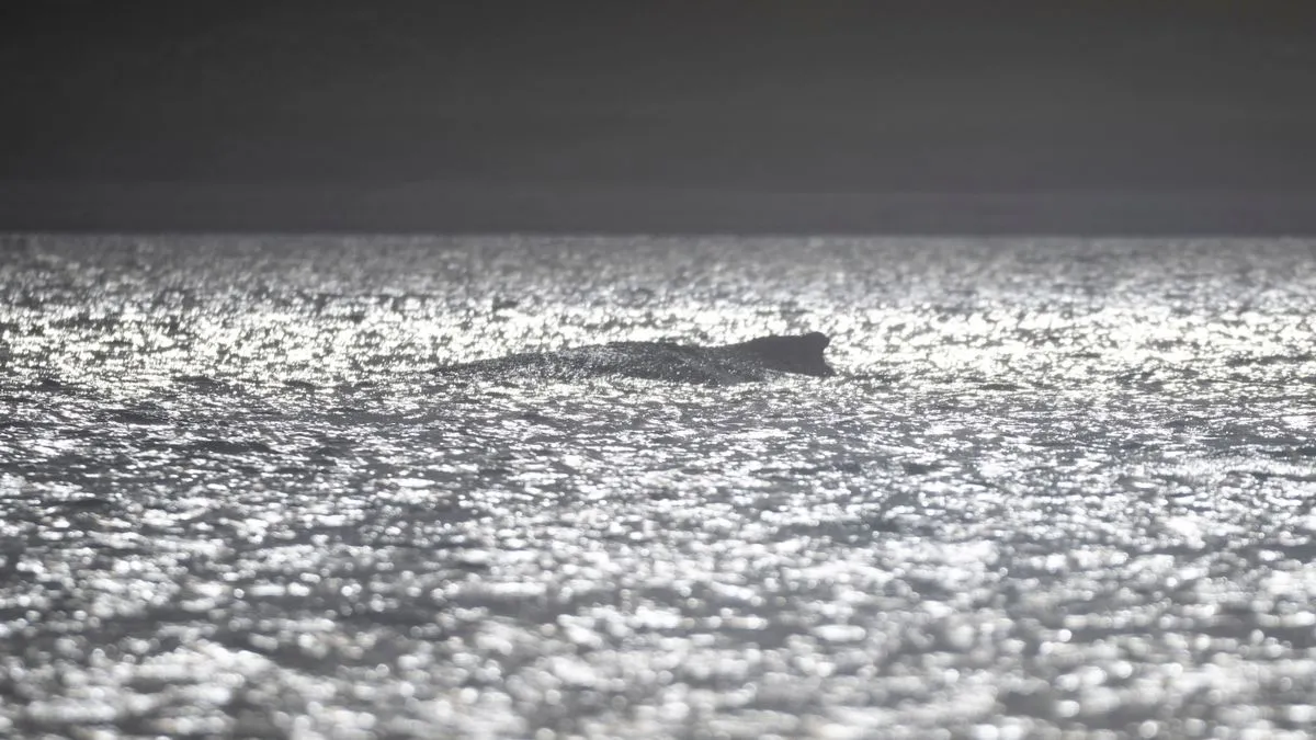 Buckelwal in der Ostsee: Meeressäuger wird immer schwächer