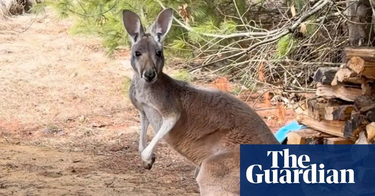 Chesney the kangaroo found three days after hopping away from farm