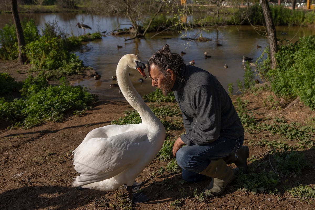 El último refugio del cisne que enviudó: el santuario de aves La Cañada de los Pájaros afronta su propio peligro de extinción