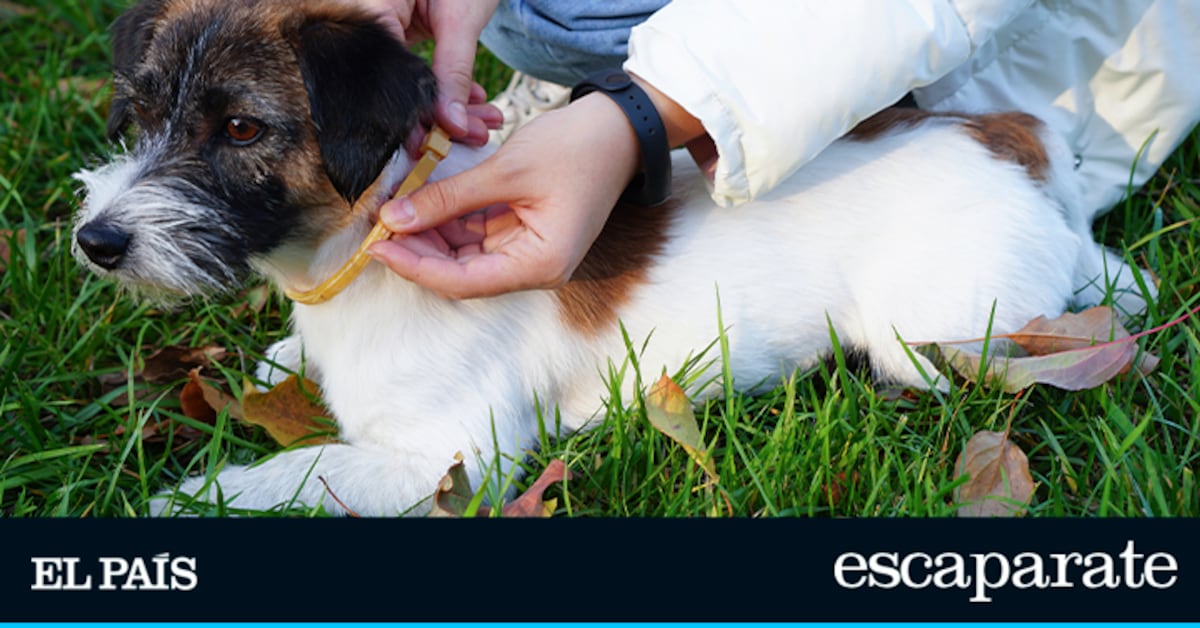 Estos packs de collares antiparasitarios protegen a tus perros y te ayudan a ahorrar durante meses