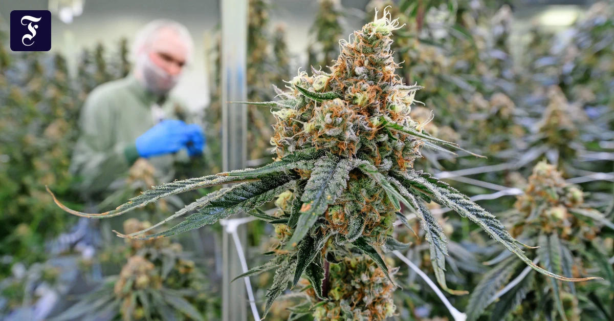 Mehr CannabisKonsuM?: „Die Apotheker sind krass. Und legal“