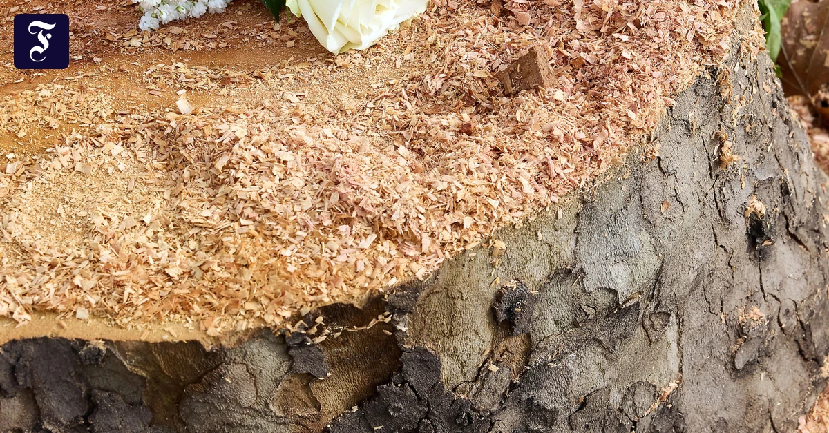 Baumkiller in Hessen: Die wenigsten werden gefasst