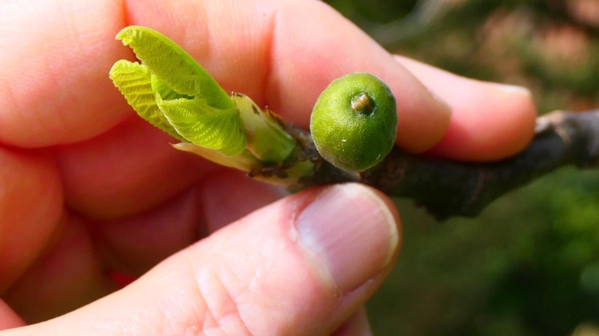
                                                                                                                               El gran engaño de la higuera en primavera
                                                                                                                           
