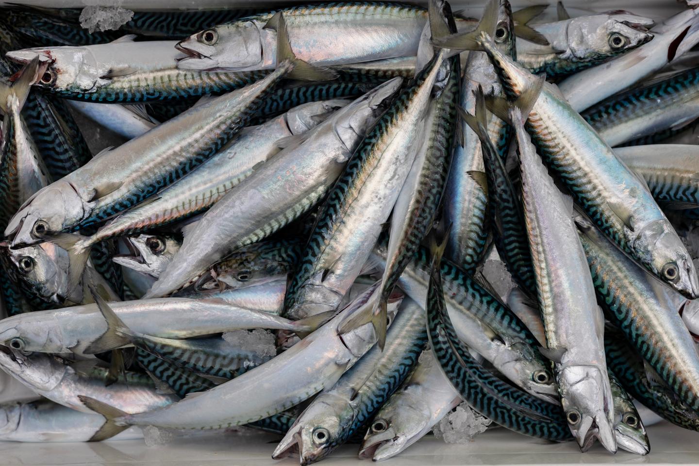 Pêche de maquereaux : l’UE revoit à la hausse ses quotas, malgré l’avis des scientifiques qui alertent sur les risques pour l’espèce