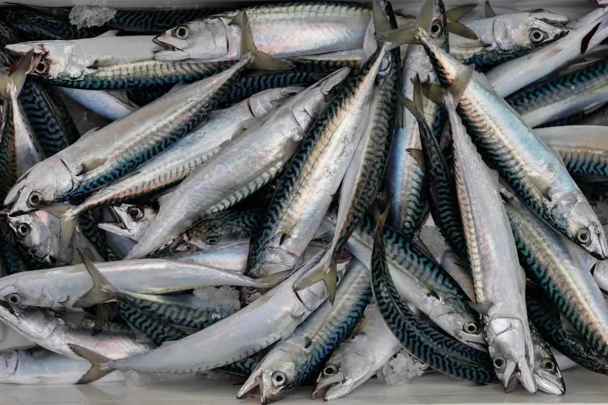 Pêche de maquereaux : l’UE revoit à la hausse ses quotas, malgré l’avis des scientifiques qui alertent sur les risques pour l’espèce