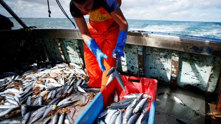 Contre l'avis des scientifiques et pour soutenir les pêcheurs, l'UE revoit largement à la hausse ses quotas de pêche de maquereaux