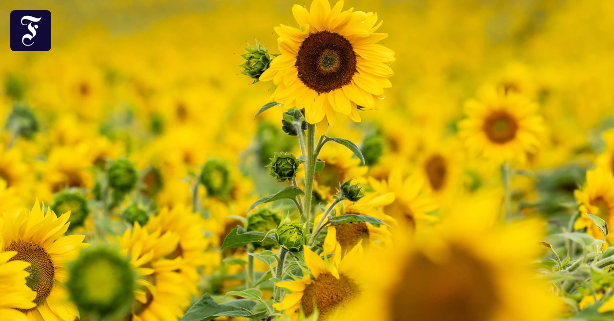 Frei, gerecht, nachhaltig: Der Neue Liberalismus – eine Aufgabe der Grünen