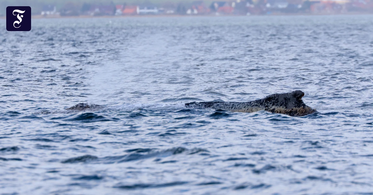Gestrandeter Wal in Bucht: „Lieber Herrgott, steh uns bei“