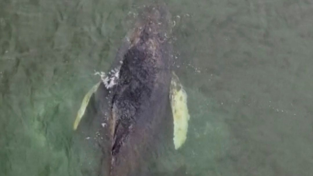 Wal in Ostsee bei Wismar: Experten besorgt über geschwächten Buckelwal »Timmy«