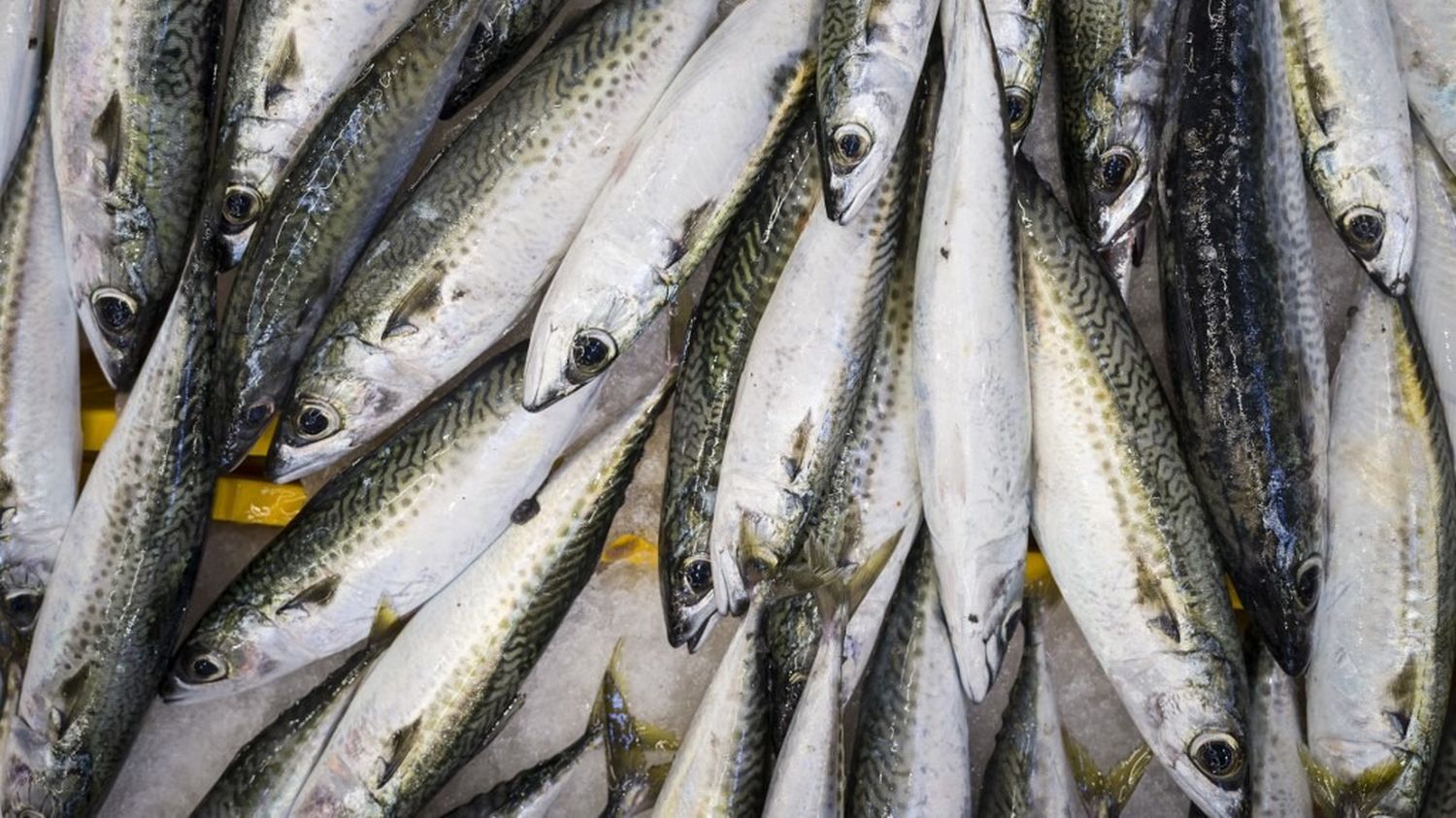 L'Union européenne revoit finalement à la hausse ses quotas de pêche de maquereaux, contre l'avis des scientifiques