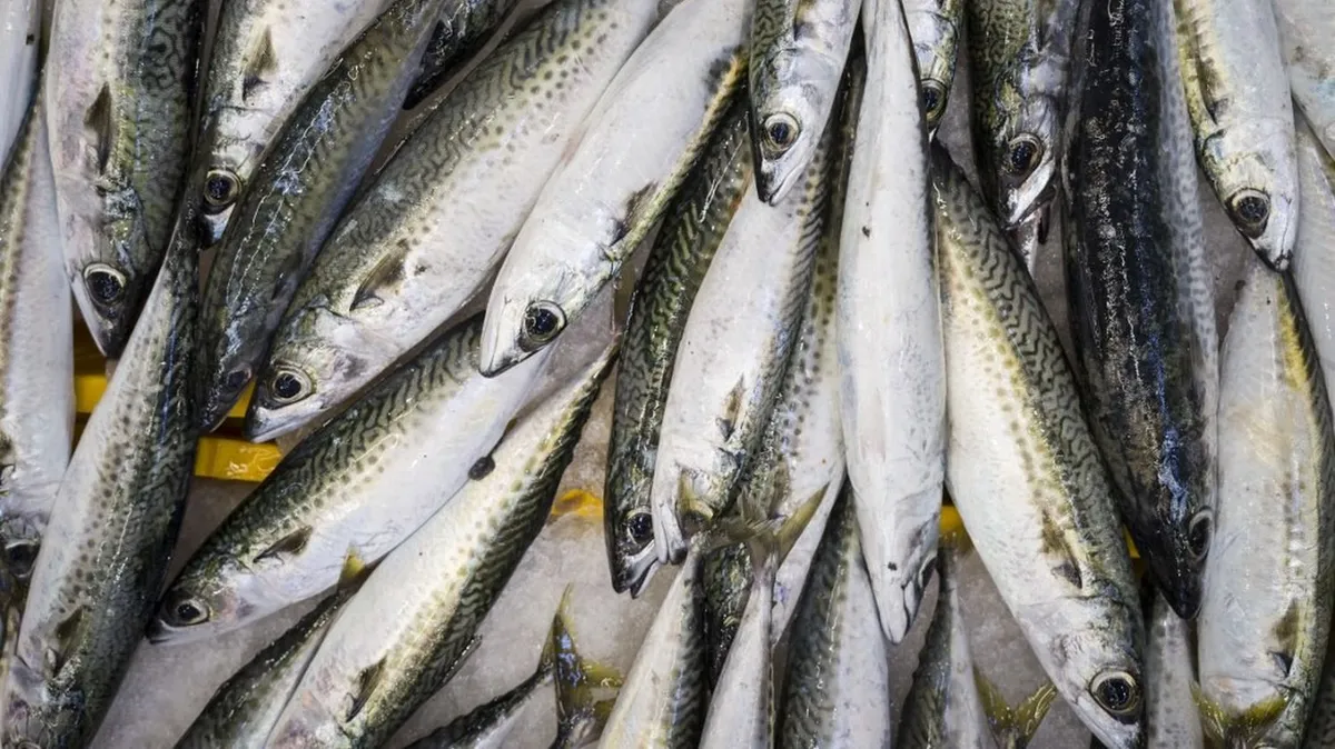 L'Union européenne revoit finalement à la hausse ses quotas de pêche de maquereaux, contre l'avis des scientifiques