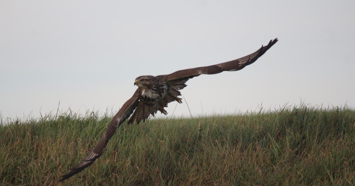 Belgique : une buse jugée trop agressive envers les humains dérobée dans un centre de soins
