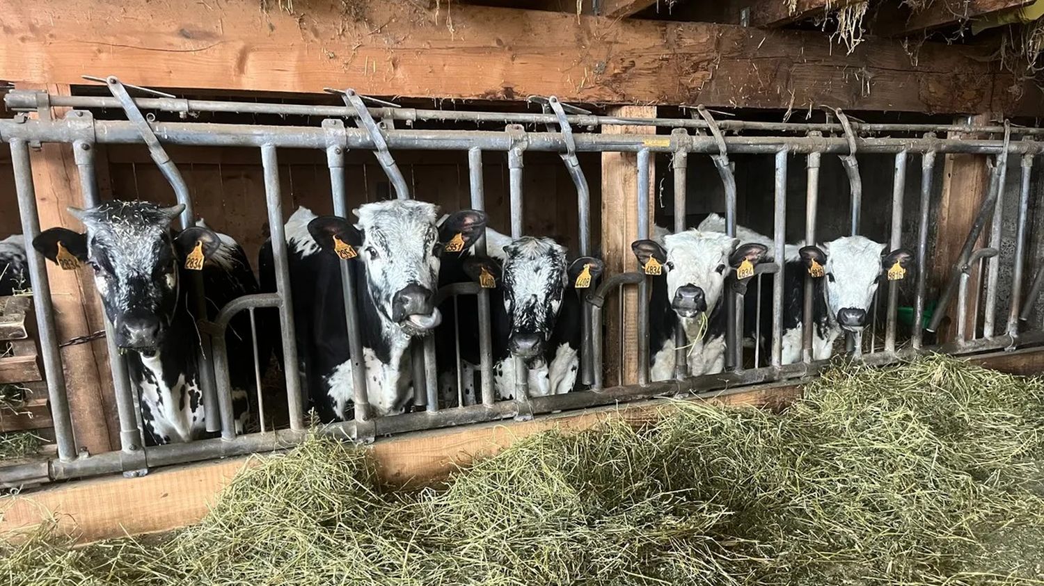 Amandine, Abondance, Abeille... Un village alsacien va inscrire symboliquement cinq vaches dans son école pour dénoncer une probable fermeture de classe