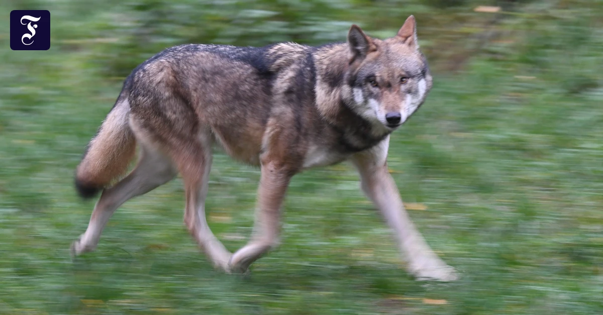 Hamburger Innenstadt: Verletzte Frau bei Wolfssichtung in Hamburg